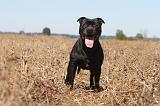 STAFFIE 017